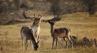 Wild van de Amsterdamse Waterleidingduinen