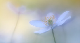Masterclass Macrofotografie